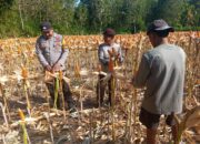 Bhabinkamtibmas Polsek Sendana Dampingi Petani Panen Jagung, Dukung Ketahanan Pangan Nasional di Desa Leppangan