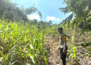 Dukung Ketahanan Pangan Nasional, Bhabinkamtibmas Polsek Sendana Pantau Jagung Siap Panen di Tammerodo