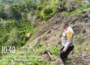 Dukung Ketahanan Pangan, Bhabinkamtibmas Polsek Mamasa Monitoring Lahan Jagung Kelompok Tani di Desa Sindagamanik