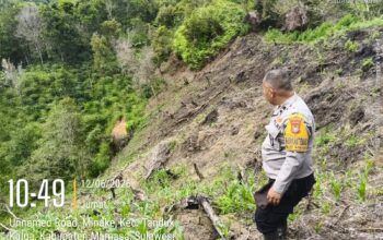Dukung Ketahanan Pangan, Bhabinkamtibmas Polsek Mamasa Monitoring Lahan Jagung Kelompok Tani di Desa Sindagamanik
