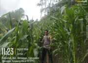 Monitoring Lahan Jagung di Mehalaan, Bhabinkamtibmas Polsek Mambi Tanggapi Keluhan Warga Terkait Kelangkaan Pupuk