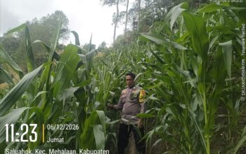 Monitoring Lahan Jagung di Mehalaan, Bhabinkamtibmas Polsek Mambi Tanggapi Keluhan Warga Terkait Kelangkaan Pupuk