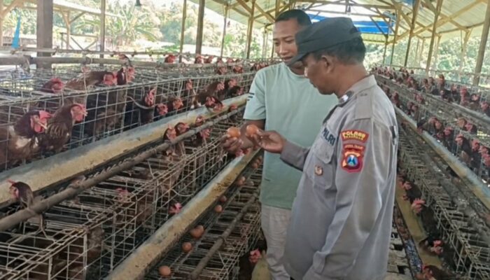 Bhabinkamtibmas Polsek Rembang Laksanakan Pemantauan Peternakan Ayam Petelur Dukung Ketahanan Pangan Nasional