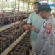 Bhabinkamtibmas Polsek Rembang Laksanakan Pemantauan Peternakan Ayam Petelur Dukung Ketahanan Pangan Nasional