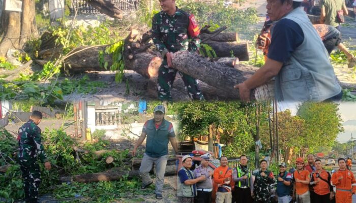 Babinsa Gempol Sigap Evakuasi Pohon Patah, Arus Lalu Lintas Gempol–Malang Kembali Lancar
