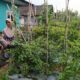Bhabinkamtibmas Desa Pungging Tinjau Tanaman Cabe Kecil, Dukung Ketahanan Pangan Nasional