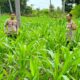 Kapolsek Banggae Turun ke Lahan, Pastikan Pertumbuhan Jagung Kelompok Tani Randang Balisa Optimal