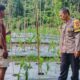 Usia Tanam Masuki Satu Bulan, Bhabinkamtibmas Polsek Sendana Pantau Jagung Kelompok Tani Bukit Harapan