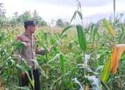 Mengawal Ketahanan Pangan dari Desa, Bhabinkamtibmas Polsek Malunda Pantau Jagung Warga yang Memasuki Usia Tiga Bulan