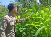 Bhabinkamtibmas Polsek Banggae Pantau Pertumbuhan Jagung dan Perkuat Koordinasi Pengelolaan Lahan Pertanian Warga