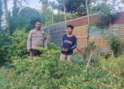 Bhabinkamtibmas Polsek Banggae Dorong Ketahanan Pangan, Budidaya Cabai Warga Jadi Perhatian Khusus