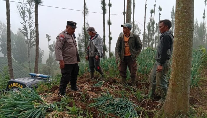 Bhabinkamtibmas Polsek Tosari Pantau Lahan Bawang Prei, Dukung Program Ketahanan Pangan Nasional