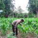 Jaga Produktivitas Pertanian, Bhabinkamtibmas Polsek Malunda Rutin Pantau Lahan Jagung Petani