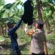 Polsek Rembang Pantau Pekarangan Pangan Bergizi Pisang Cavendish, Dukung Ketahanan Pangan Nasional