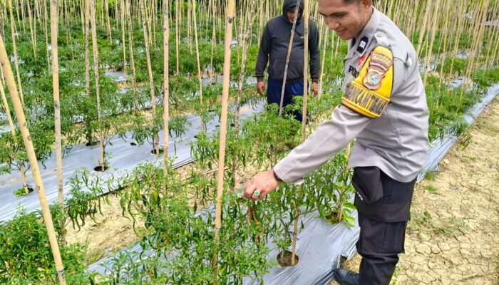 Jaga Produktivitas Petani, Bhabinkamtibmas Polsek Banggae Pantau Kebun Cabai Kelompok Tani Paendo