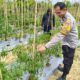 Jaga Produktivitas Petani, Bhabinkamtibmas Polsek Banggae Pantau Kebun Cabai Kelompok Tani Paendo