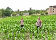Perkuat Swasembada Pangan, Kapolsek Banggae Pantau Pertumbuhan Jagung Kelompok Tani Sipatokkon