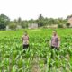 Perkuat Swasembada Pangan, Kapolsek Banggae Pantau Pertumbuhan Jagung Kelompok Tani Sipatokkon