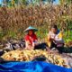Polri Dorong Ketahanan Pangan, Panen Jagung Binaan di Desa Sarudu Hasilkan 1 Ton Jagung