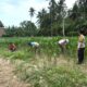 Bhabinkamtibmas Polsek Sendana Pantau Lahan Jagung Warga, Dukung Ketahanan Pangan di Sendana