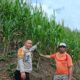 Kapolsek Mamasa Monitoring Penanaman Jagung Poktan Sitayuk, Dukung Ketahanan Pangan di Desa Sindagamanik