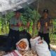 Bhabinkamtibmas Polsek Pana Laksanakan Monitoring Panen Jagung di Desa Salukona, Hasil Panen Terkendala Kemarau dan Ternak Liar