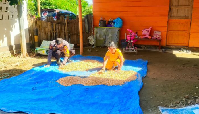 Wujud Sinergitas, Bhabinkamtibmas Polsek Sumarorong Bantu Petani Jemur Jagung Pasca Panen