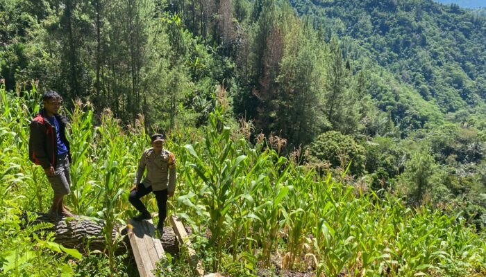 Polsek Pana Pantau Perkembangan Lahan Jagung Milik Warga Binaan di Desa Weri