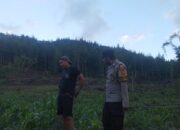 Polsek Mamasa Monitoring Lahan Jagung 5 Hektar di Desa Lambanan, Dukung Ketahanan Pangan Lokal