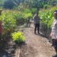 Kapolsek Banggae Sambangi Petani Galung Utara, Pantau Tanaman Jagung Siap Panen