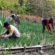 Jaga Stok Pangan, Bhabinkamtibmas Polsek Banggae Monitoring Lahan Bawang Kelompok Tani Bunga Tanjung