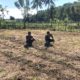 Pantau Jagung Usai Masa Tanam, Bhabinkamtibmas Polsek Sendana Ajak Petani Dukung Stok Pangan Nasional