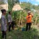 Polsek Mamasa Kawal Pengiriman 7 Ton Jagung ke Bulog Polewali, Dukung Program Ketahanan Pangan