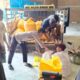 Polsek Sumarorong Kawal Penjualan 4 Ton Jagung ke Bulog Polewali, Petani Dapat Harga Terbaik