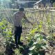 Dukung Ketahanan Pangan, Bhabinkamtibmas Polsek Sendana Sambangi Kebun Melon Warga di Tallu Banua Utara