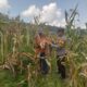 Bhabinkamtibmas Polsek Pana Monitoring Panen Jagung Warga, Dukung Ketahanan Pangan di Kabupaten Mamasa