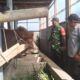 Babinsa Koramil 0819/24 Tutur Laksanakan Komsos Bersama Peternak Sapi di Desa Binaan