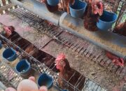 Peternak Ayam Petelur Keluhkan Pakan Mahal, Harga Telur Anjlok Tajam Usai Banjir Telur Impor
