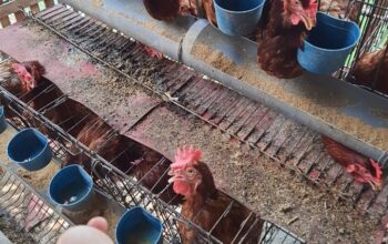 Peternak Ayam Petelur Keluhkan Pakan Mahal, Harga Telur Anjlok Tajam Usai Banjir Telur Impor