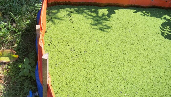 “Butiran Emas” Dari Kolam! Warga Krangjati Budidaya Azolla, Pakan Ternak Hemat 50%