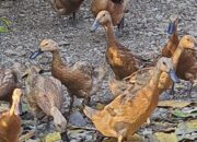 Peternak Bebek Petelur Pulorejo Jerit! Harga Telur Anjlok, Pakan Mahal, MBG Disebut Biang Kerok