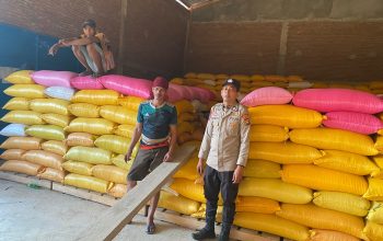Dampingi Petani, Polsek Campalagian Pastikan 2 Ton Jagung Terserap Bulog
