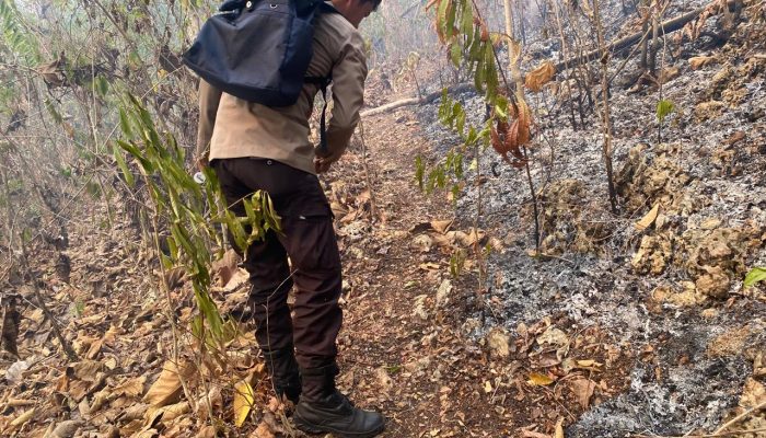 Personel Polsubsektor Luyo Bantu Padamkan Kebakaran Lahan di Desa Batu Panga Da’ala